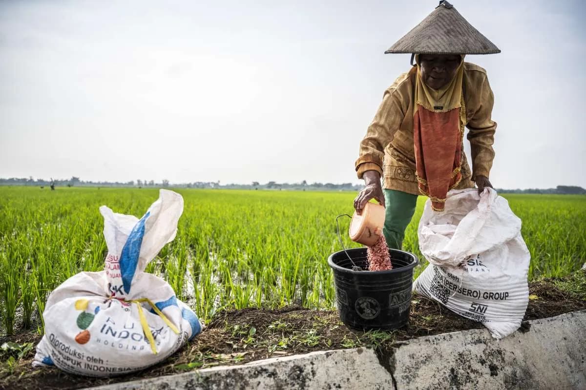 Mengapa Distribusi Pupuk di Akhir Musim 2025 Bisa Jadi Penentu Nasib Panen Petani?
