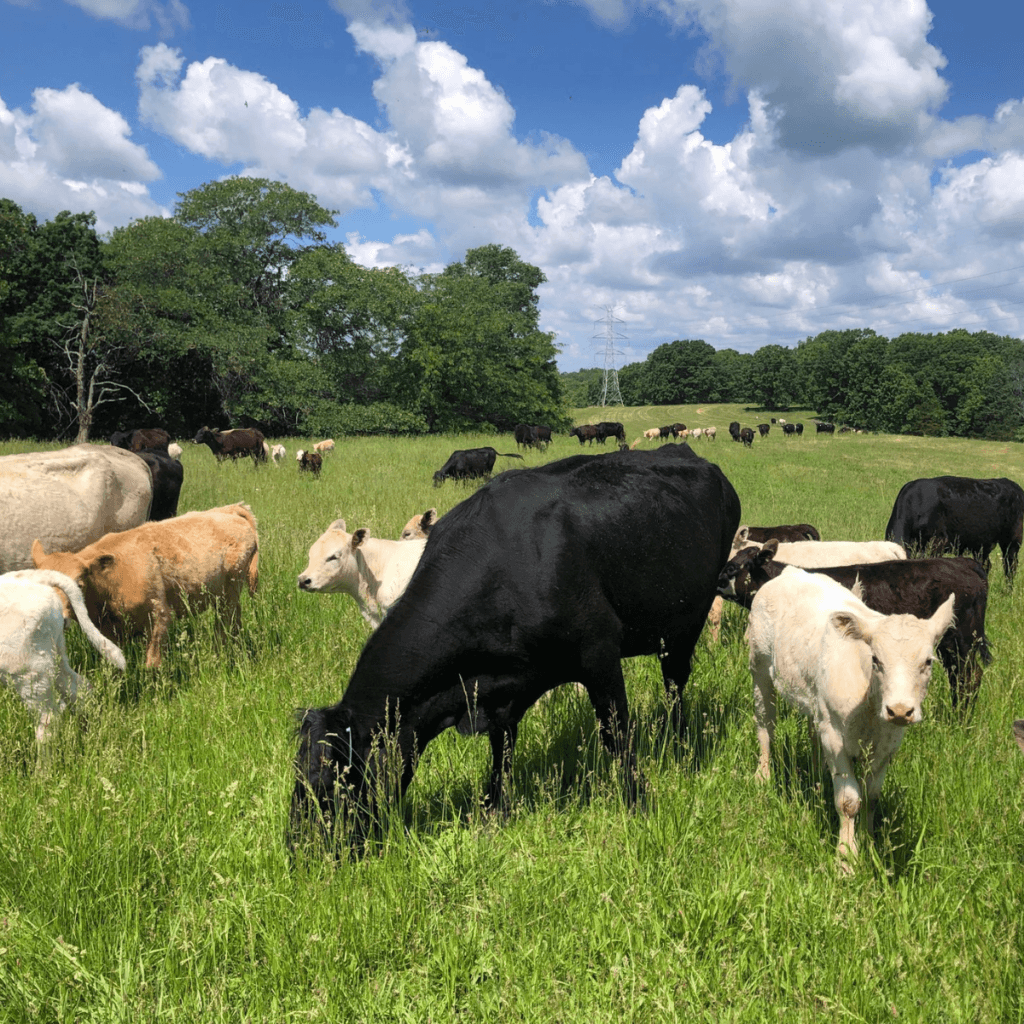 Strategi Peternak Lokal Menyambut Gelombang Konsumsi 2026: Lebih dari Sekadar Stok