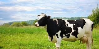 Mengapa Indonesia Masih Impor Sapi Perah? Kisah di Balik 1.383 Ekor dari Australia