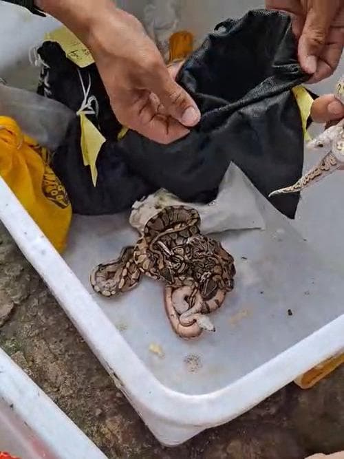 Dari Bali ke Rusia: Kisah Nyata Penyelundupan Satwa yang Mengguncang Bandara Ngurah Rai