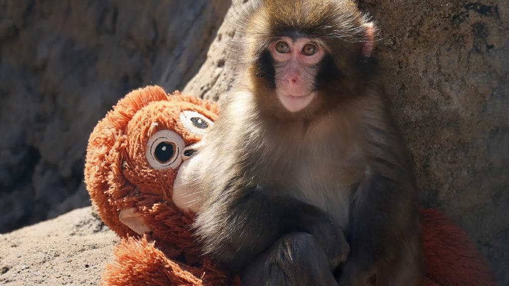 Dari Jepang ke Dunia: Bagaimana Sebuah Momen Emosional Monyet Kecil Mengubah Nasib Boneka IKEA