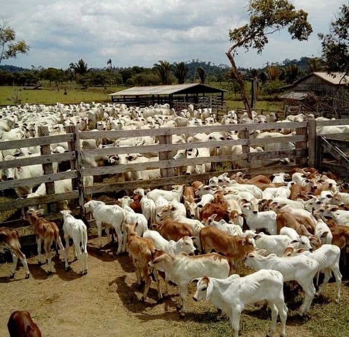 Mengubah Paradigma: Bagaimana Peternakan Modern Bisa Menyelaraskan Ekonomi dan Ekologi