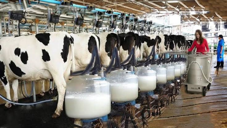 Dari Kandang ke Cloud: Bagaimana Inovasi Digital Mengubah Wajah Peternakan Indonesia