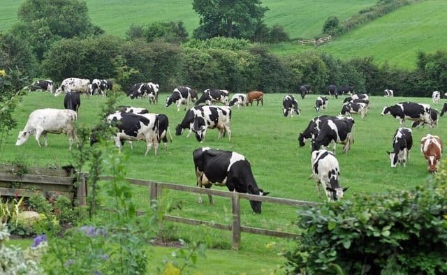 Di Balik Sepiring Makanan: Bagaimana Peternakan Menjadi Penjaga Stok Pangan Kita