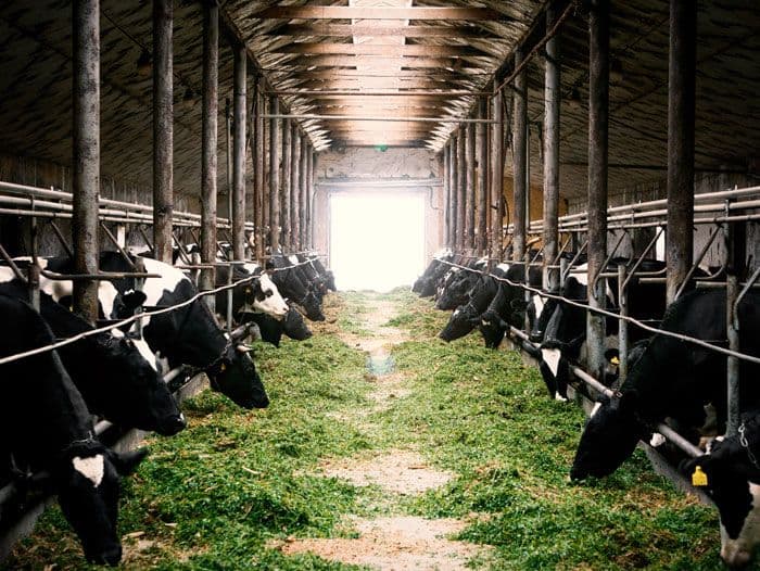 Mengais Untung dari Ladang Ternak: Strategi Jitu di Tengah Tantangan Pangan Modern