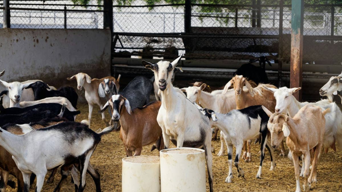 Mengapa Kambing Perah di Bogor dan Sekitarnya Menjadi Pilihan Cerdas Petani Masa Kini?